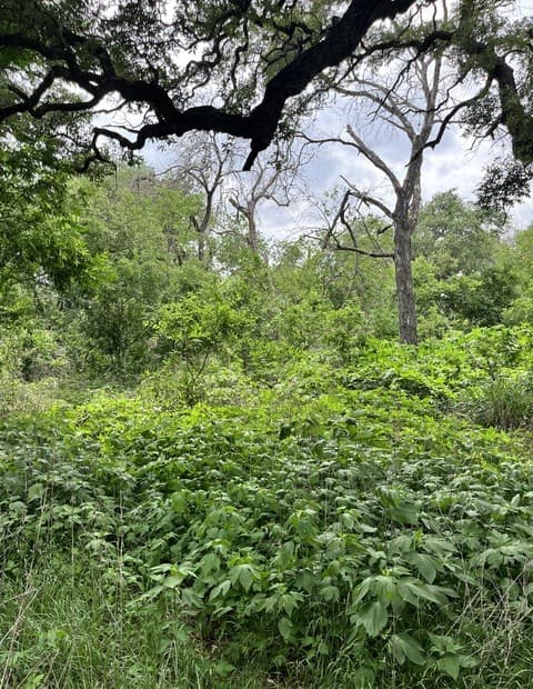 rental at 12760 Bernhardt Rd in San Antonio, TX — photo 4