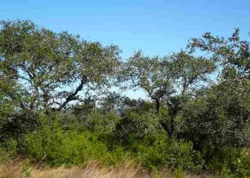 rental at 17550 County Road 175 in Helotes, TX — photo 4