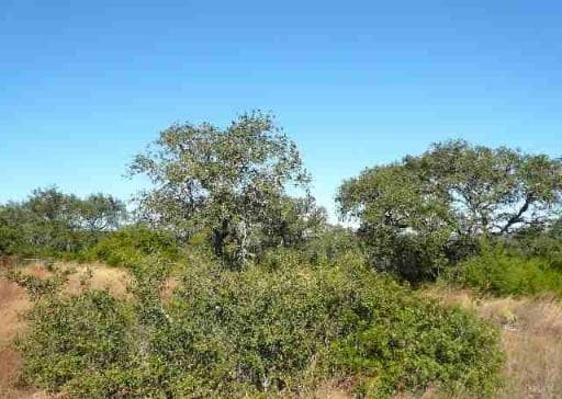 rental at 17550 County Road 175 in Helotes, TX — photo 5