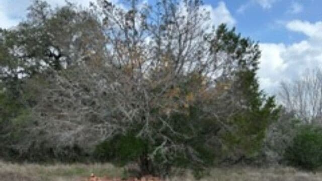 rental at 183 Fossil in Spring Branch, TX — photo 4