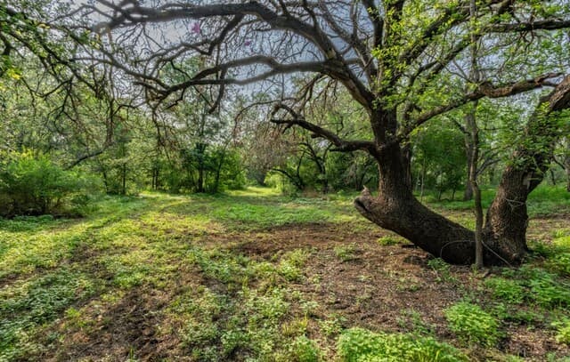 rental at 224 County Road 662 in Devine, TX — photo 3