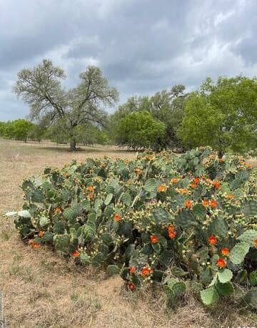 rental at TRACT 1 Hartfield in Seguin, TX — photo 5
