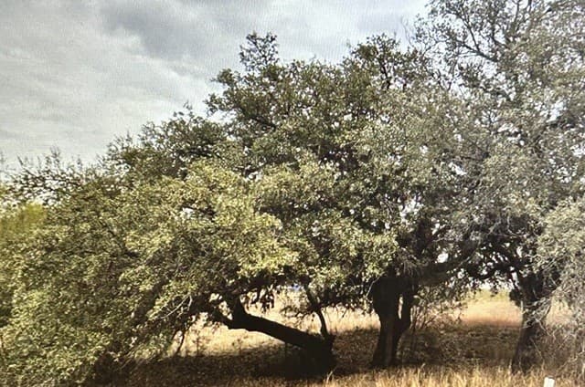 rental at 71 River Blf in Castroville, TX — photo 1