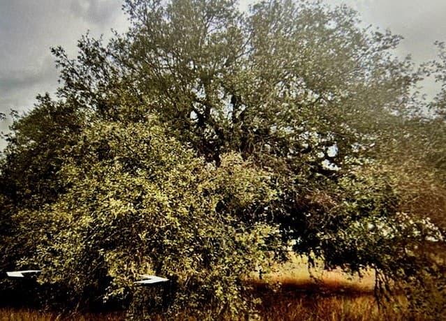 rental at 71 River Blf in Castroville, TX — photo 3
