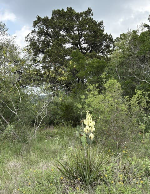 rental at 460 County Road 2753 in Mico, TX — photo 4