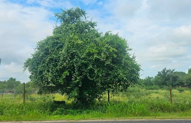 home for sale at 13808 LOT 2 Greenwood Rd in Atascosa TX